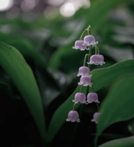 Smell a Flower